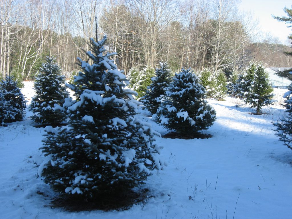 Hummer Tree Farm - Maine Christmas Tree Association